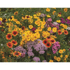 Earth Science 2Lb Perennial Flower Mix 12137-6