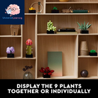 Icons Succulents Artificial Plant Set for Adults, Home Decor, Birthday, Creative Housewarming Gifts, Botanical Collection, Flower Bouquet Kit, 10309