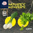 Root Viewer Kit for Kids - Easter Gifts - Grow Your Own Plant for Boys & Girls - Science STEM Toy & Craft Growing Kits for Ages 4-8 Birthday Gifts for Boy, Girl 4, 5, 6, 7, 8, Year Old - Gardening Toy